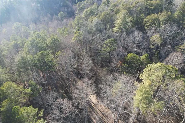 a view of a forest with a tree