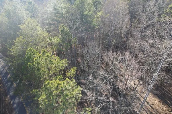 a view of a forest with large trees