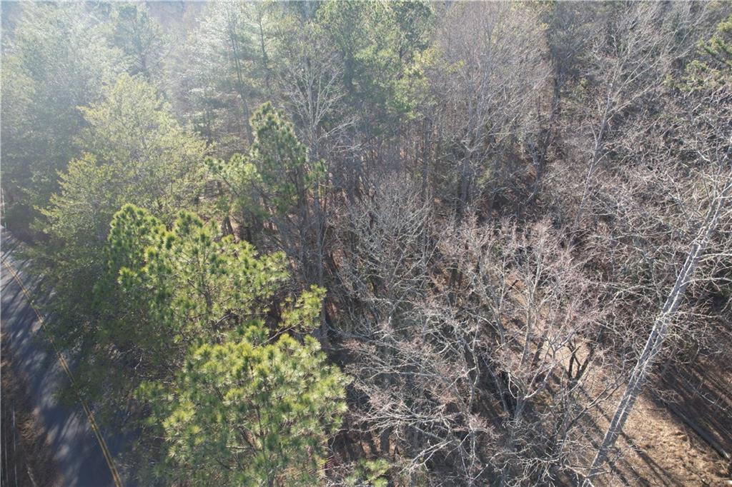 0 Old Miller Rock Road Ellijay, GA 30540 - Photo 8 of 15 a close up of a plant with lots of bushes