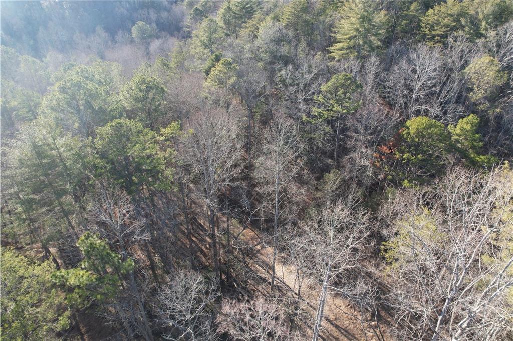 0 Old Miller Rock Road Ellijay, GA 30540 - Photo 9 of 15 a view of a forest with large trees