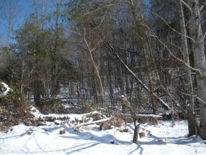 Lot 2 Rock House Road, Unit 2 Jonesborough, TN 37659 - Photo 12 of 14 View of woods on property