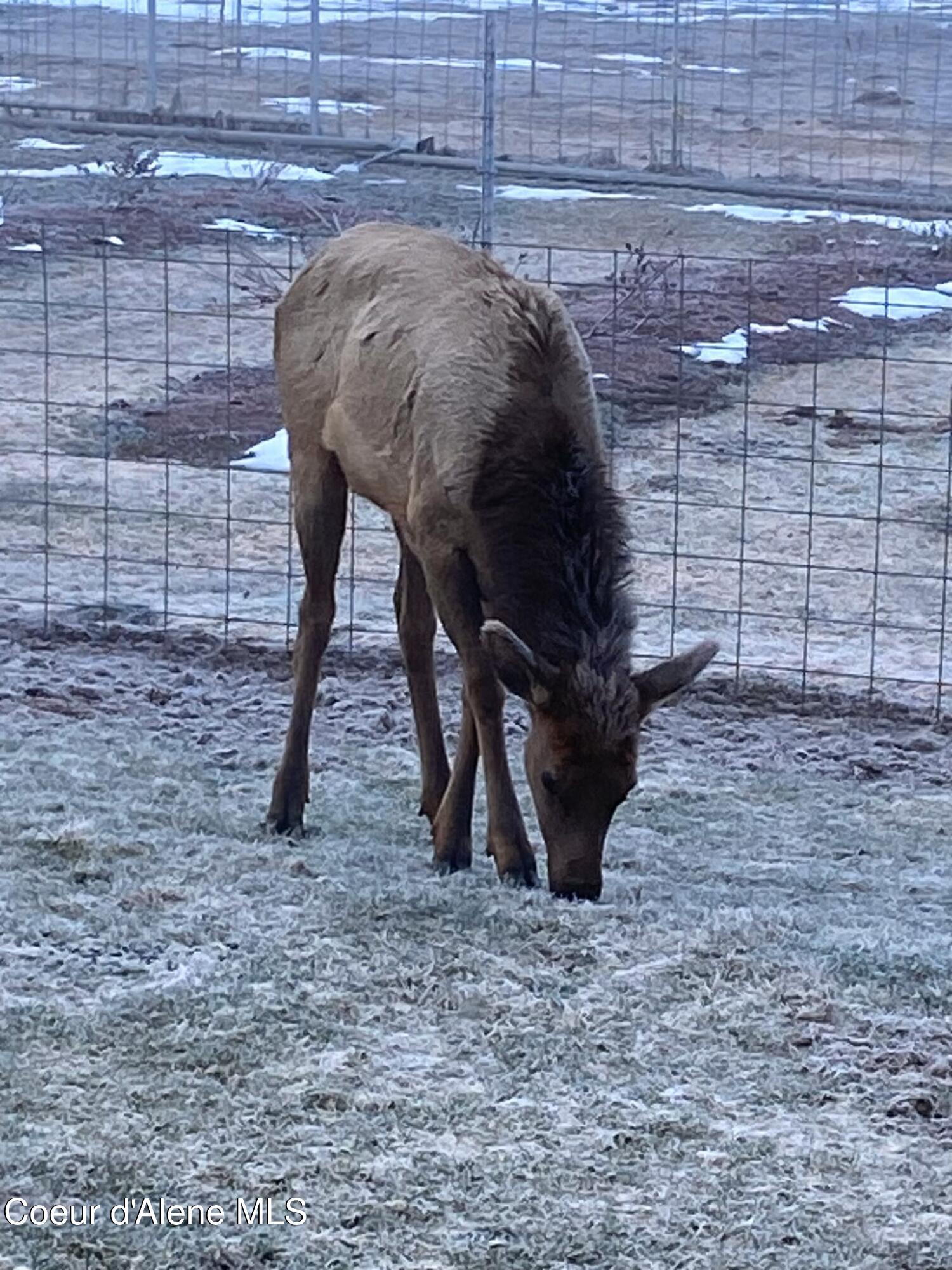 828 West Fork Eagle Creek Road Wallace, ID 83873 - Photo 53 of 65 Baby Eating