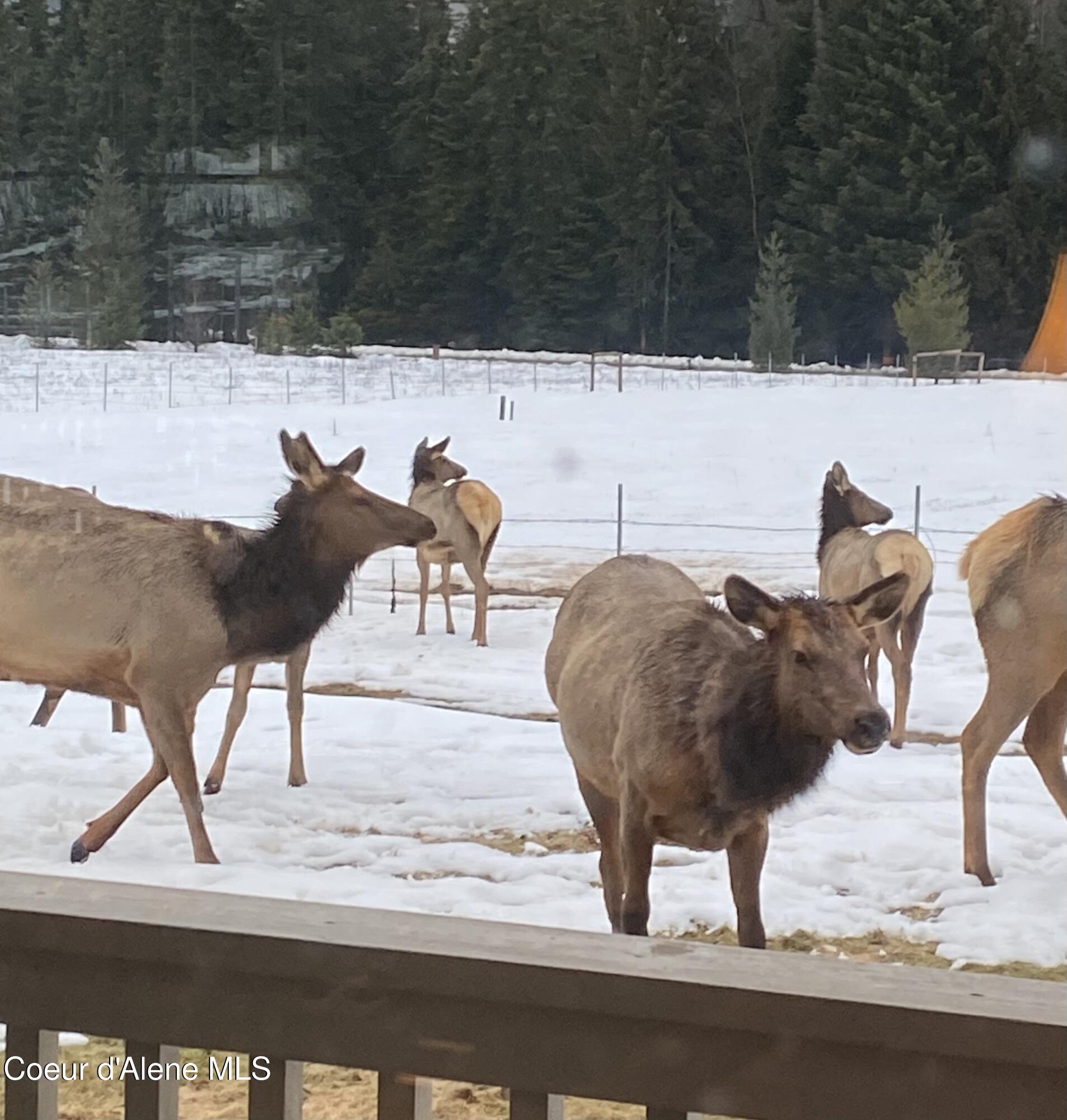 828 West Fork Eagle Creek Road Wallace, ID 83873 - Photo 54 of 65 IMG_2241