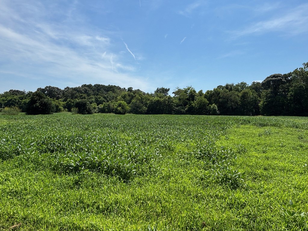 7 T Hungars Point, Unit 7T Machipongo, VA 23405 - Photo 6 of 32 a view of a field with a tree in the background