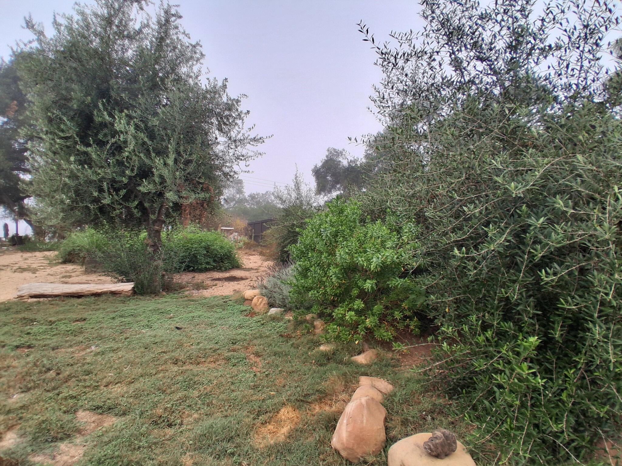 1794 South Rice Road Ojai, CA 93023 - Photo 17 of 33 a view of a yard with a tree