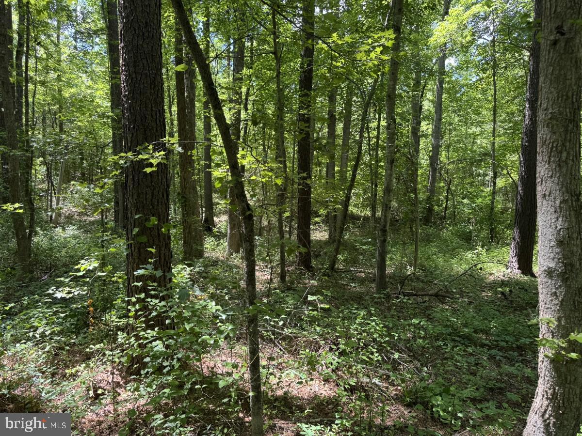 0 Lone Pine Road Crewe, VA 23930 - Photo 19 of 21