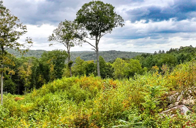 a view of a garden with a tree