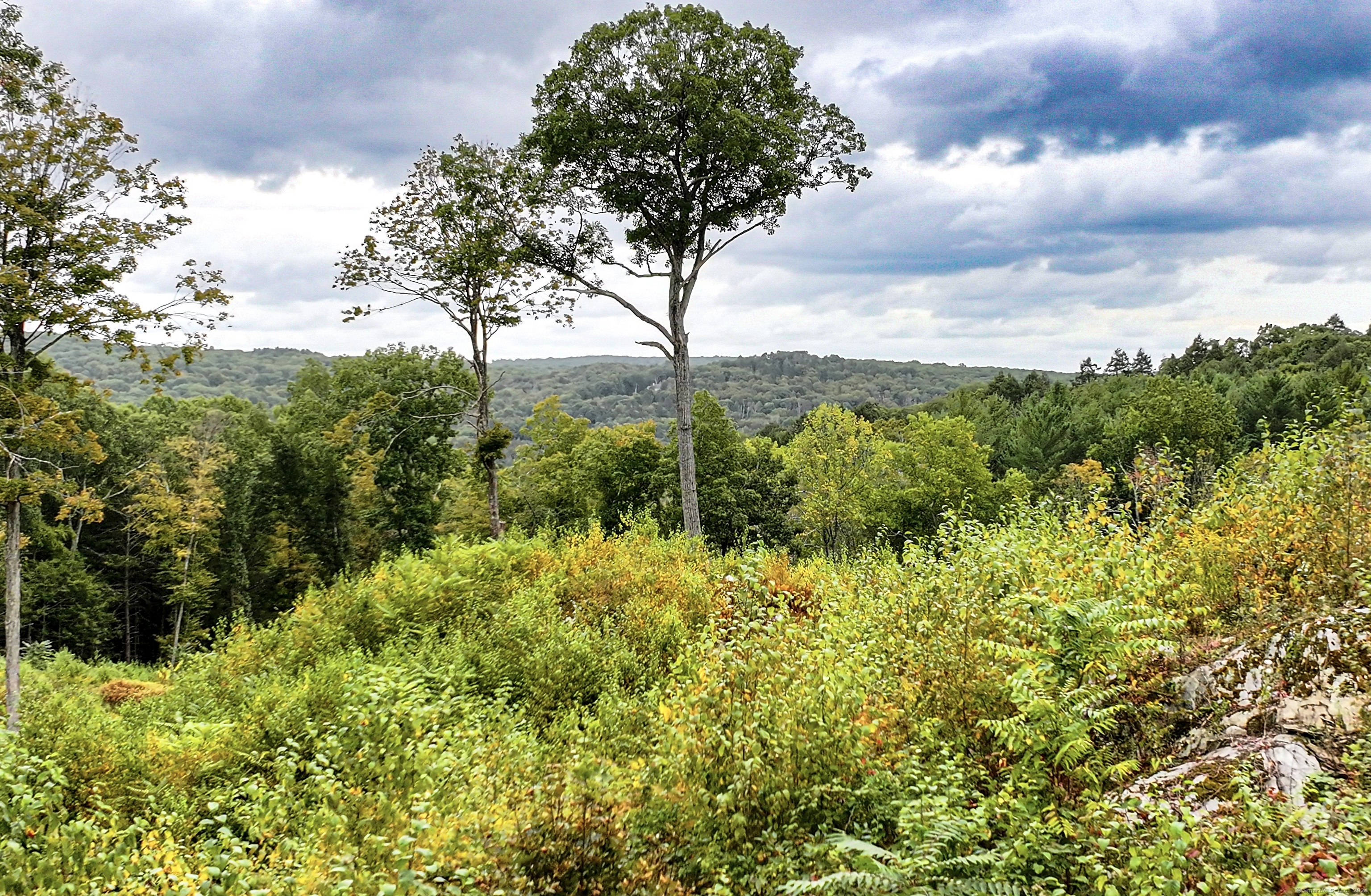 a view of a garden with a tree