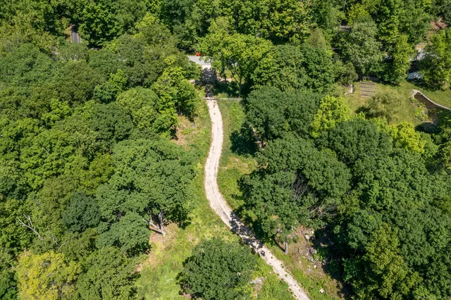 a view of a forest with a tree