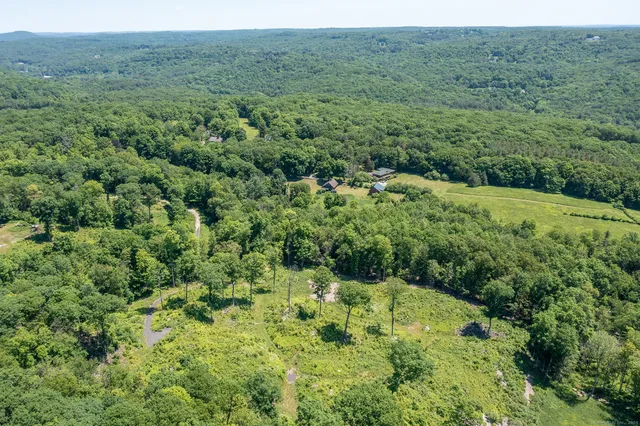 a view of a lush green forest with trees