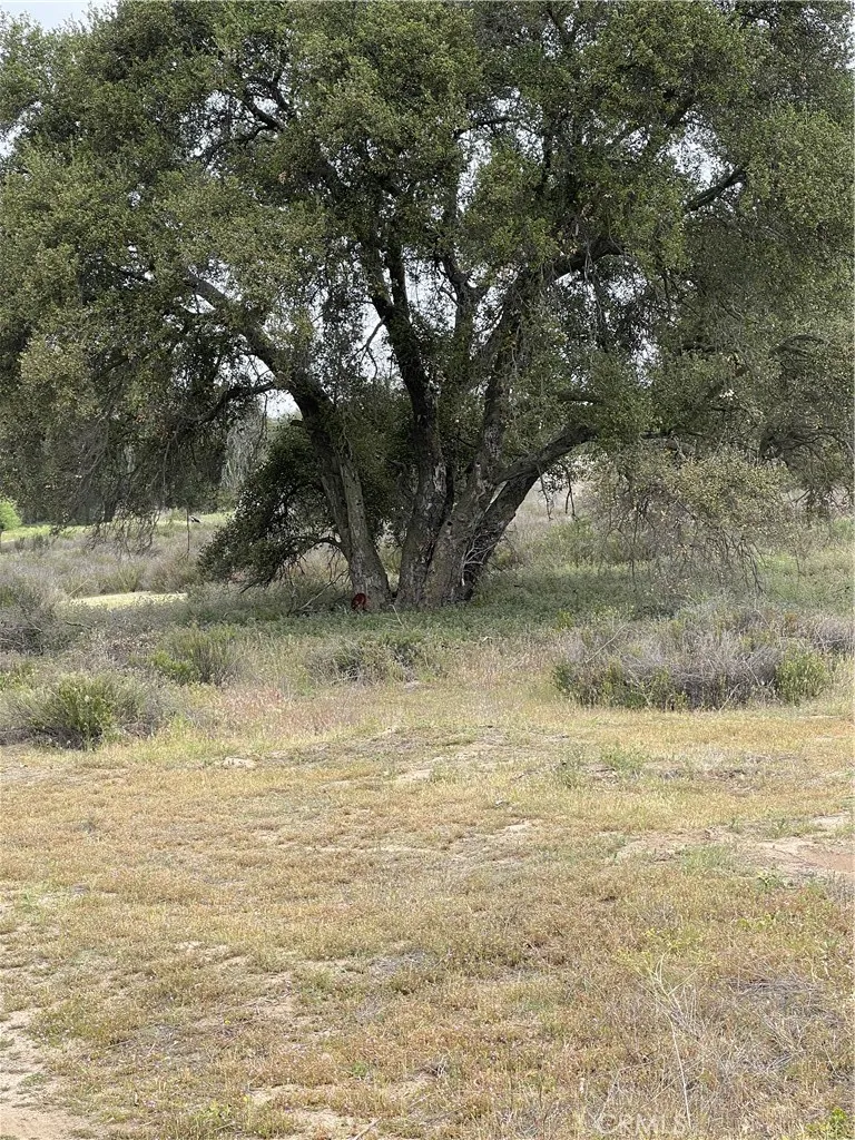 47 Sable Hemet, CA 92544 - Photo 8 of 11 a view of a yard with a tree
