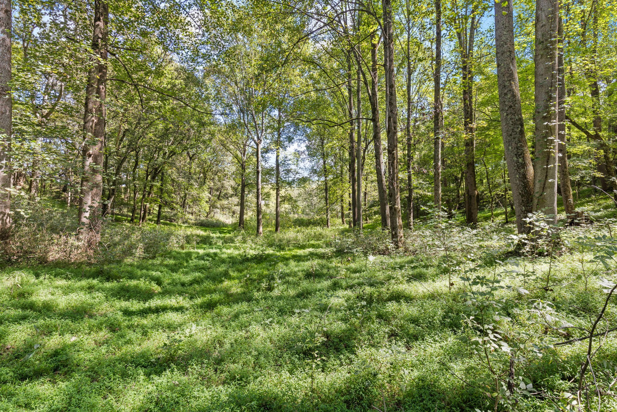 1818 Preacher Holt Road Mount Pleasant, TN 38474 - Photo 43 of 43 a view of outdoor space and trees