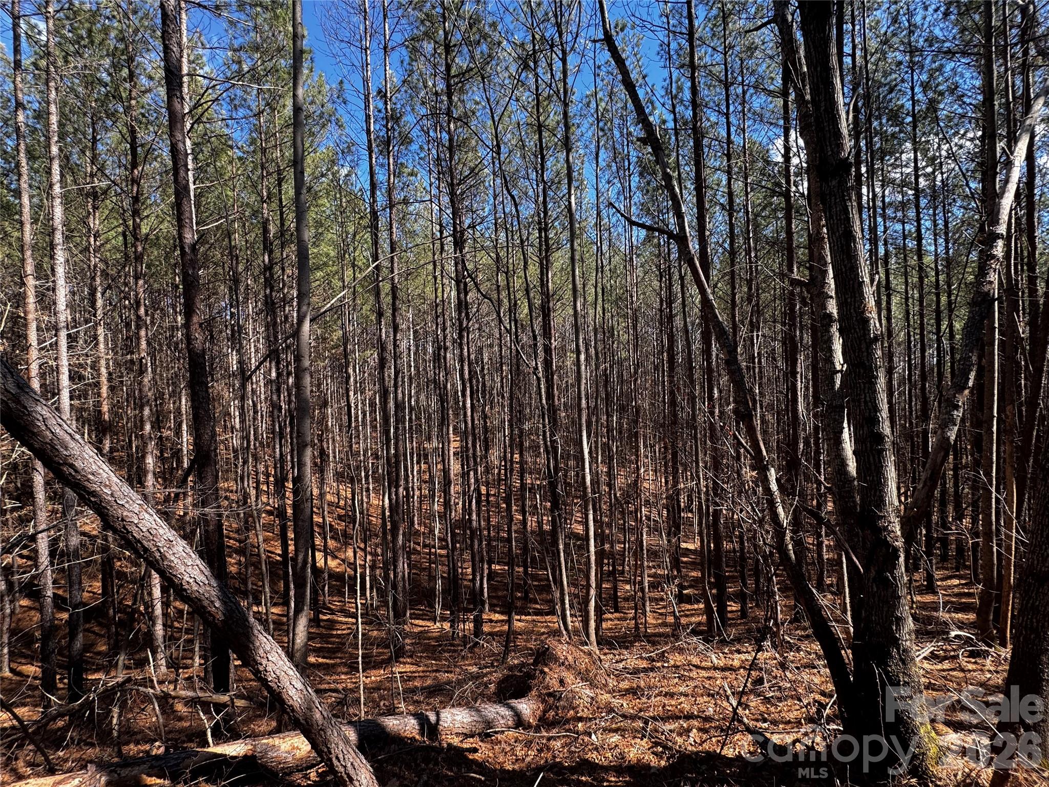 5 Geebees Way Mill Spring Mill Spring, NC 28756 - Photo 11 of 14