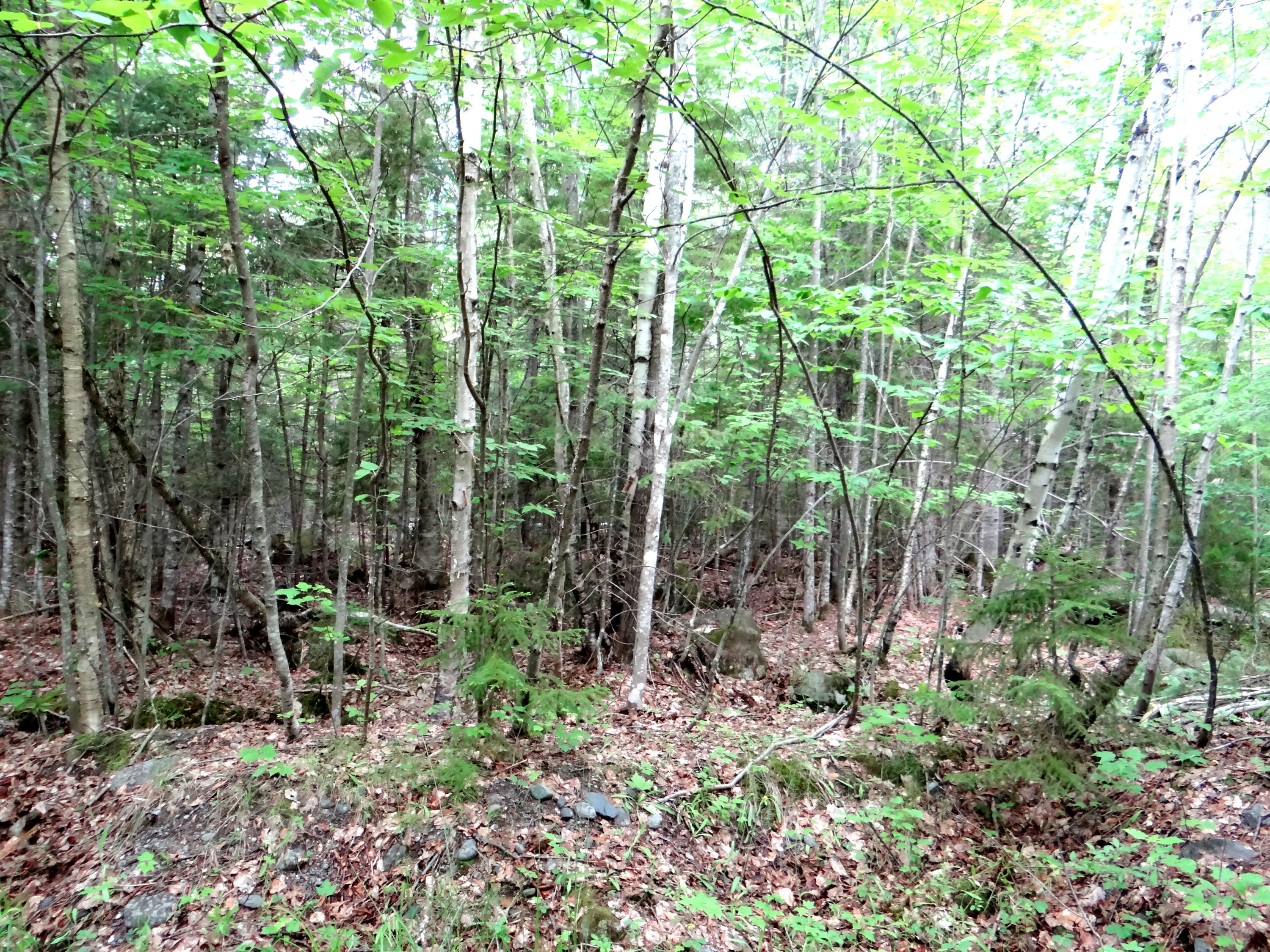 Tbd Crafts Road Greenville, ME 04441 - Photo 10 of 11 DSC09423.JPGweb