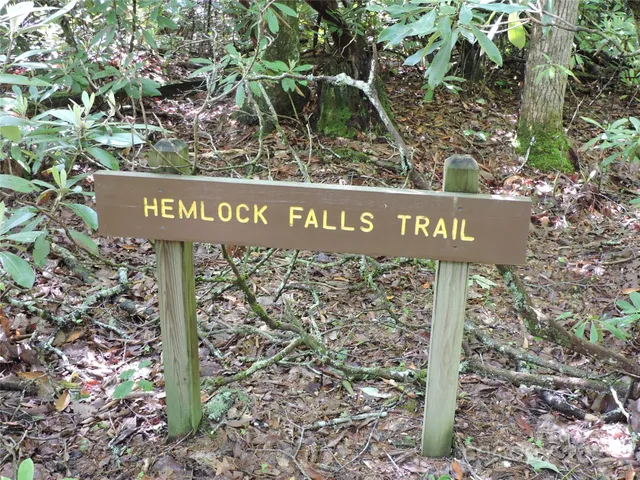 a view of a tree in a yard