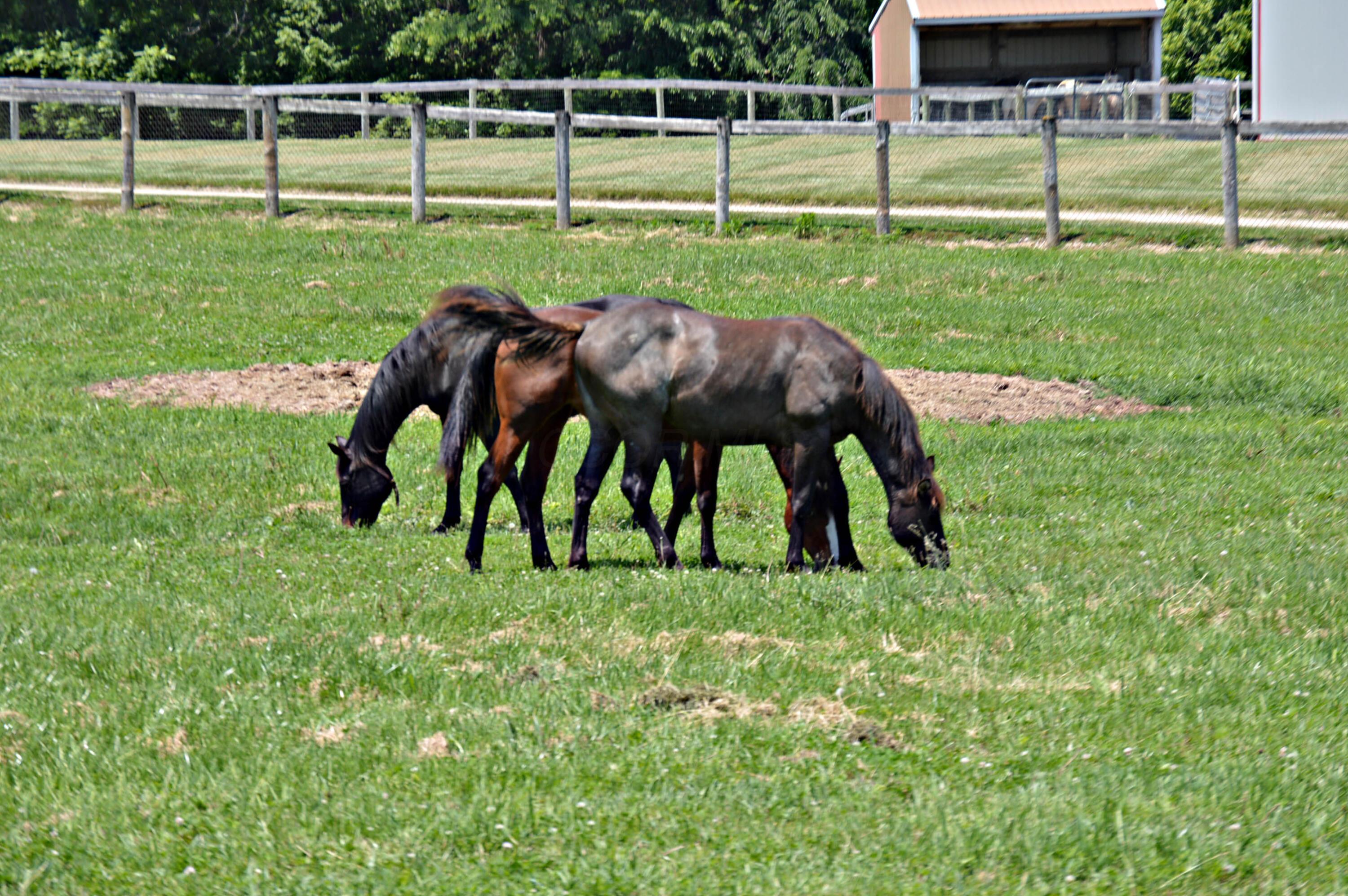 10156 Marysville Road Ostrander, OH 43061 - Photo 99 of 140 Horses 1
