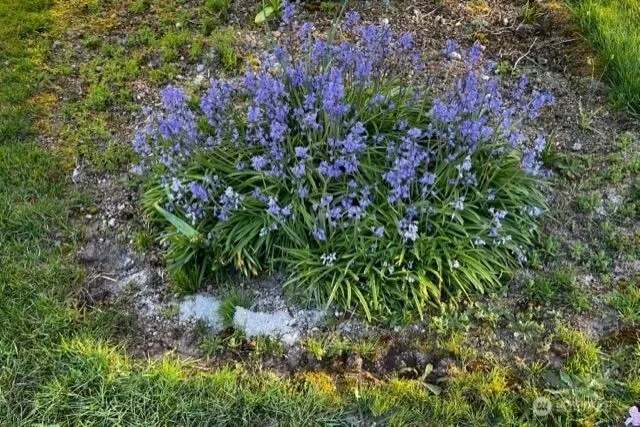 a backyard of a house with a yard and potted plants