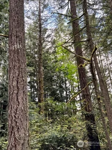 a view of a forest with trees in the background