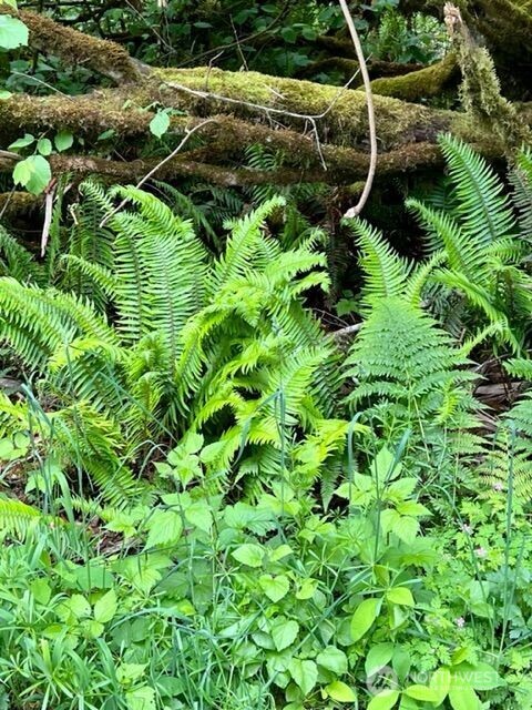 135 Walker Road Northwest Poulsbo, WA 98370 - Photo 20 of 24 a backyard of a house with a yard and potted plants