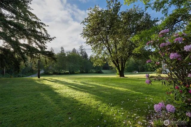 a view of a park with large trees