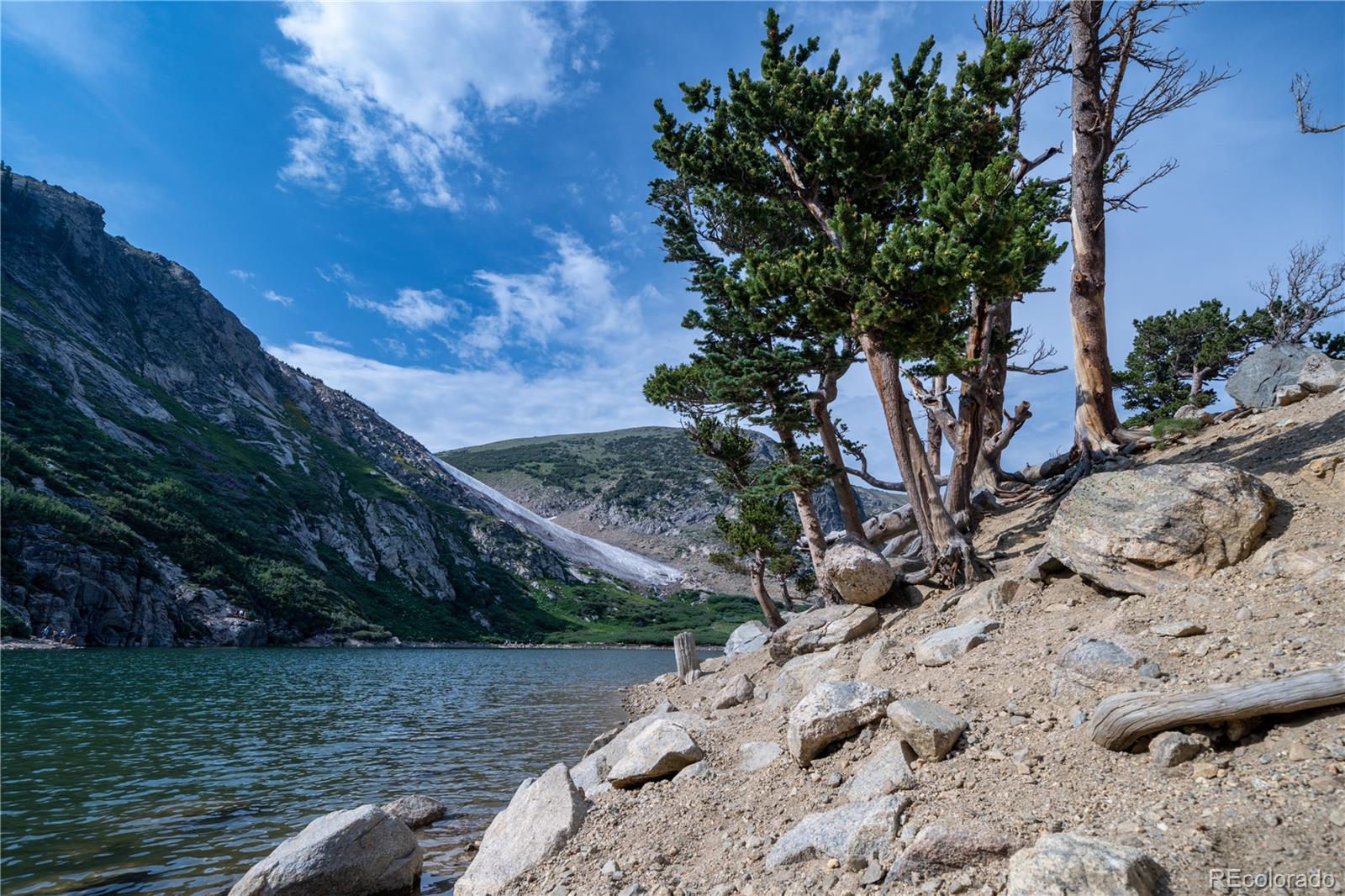 691 Alice Road Idaho Springs, CO 80452 - Photo 10 of 11 a view of a yard with plants and large trees