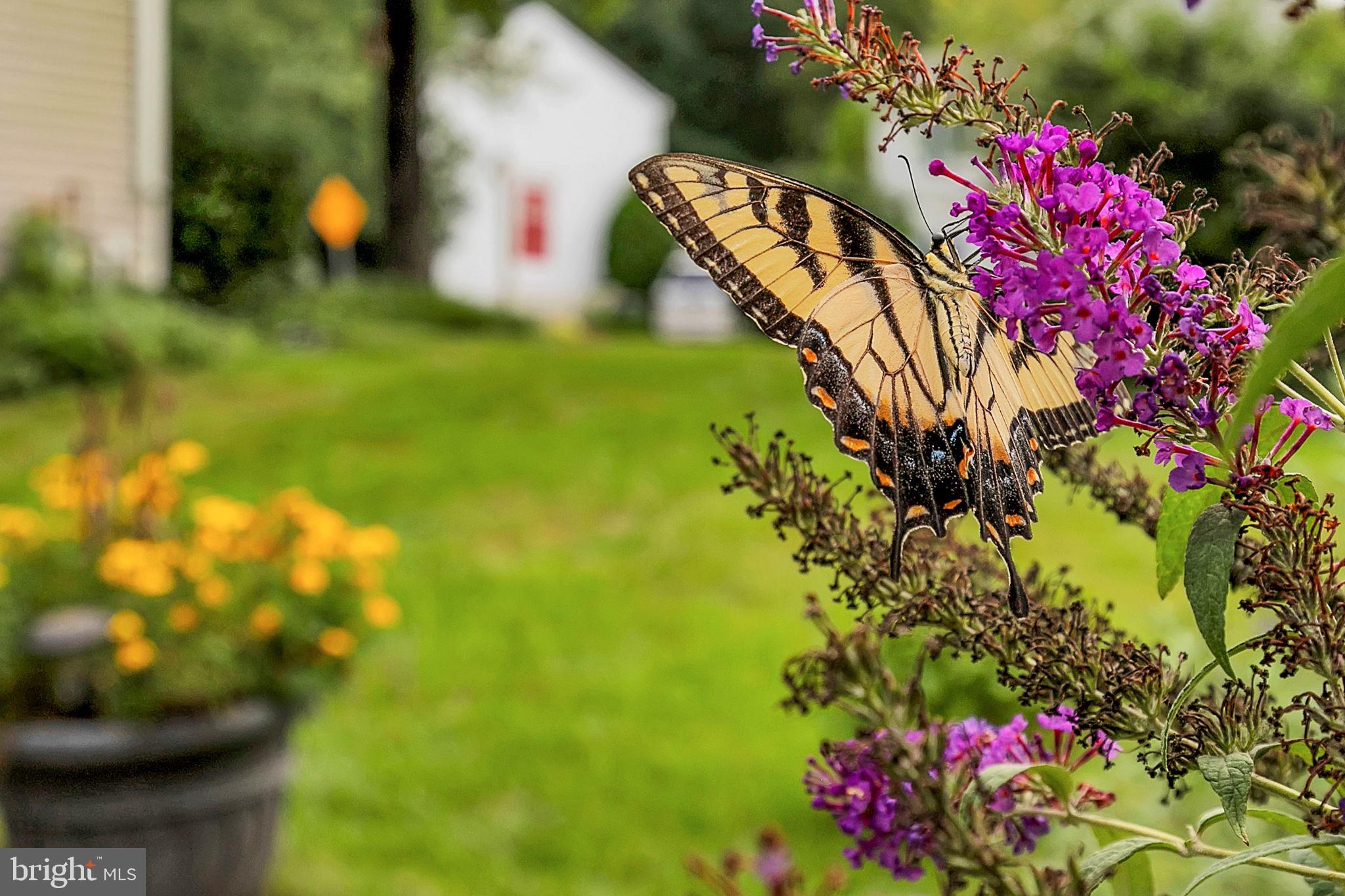 7922 Red Barn Way Elkridge, MD 21075 - Photo 26 of 31 a view of a flower