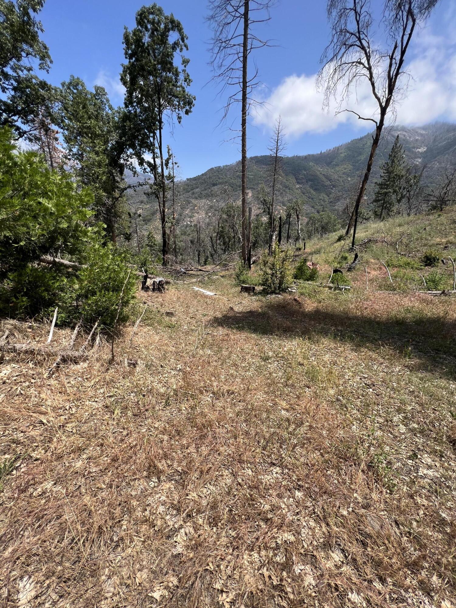 0 Balch Park Road Springville, CA 93265 - Photo 20 of 27 a view of a yard with a tree