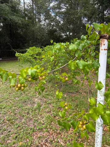 a view of a wooden house with a yard and large trees