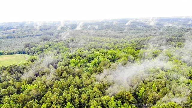 a view of a lush green forest with lush green forest