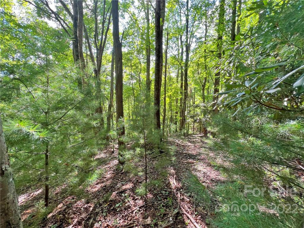 999 Big Pine Road Marshall, NC 28753 - Photo 5 of 26 Gallery Image 5