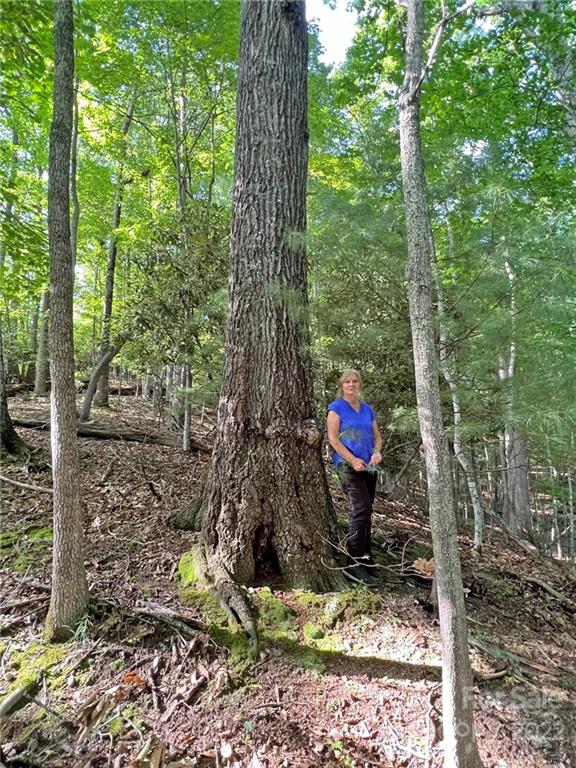 999 Big Pine Road Marshall, NC 28753 - Photo 6 of 26 Gallery Image 6