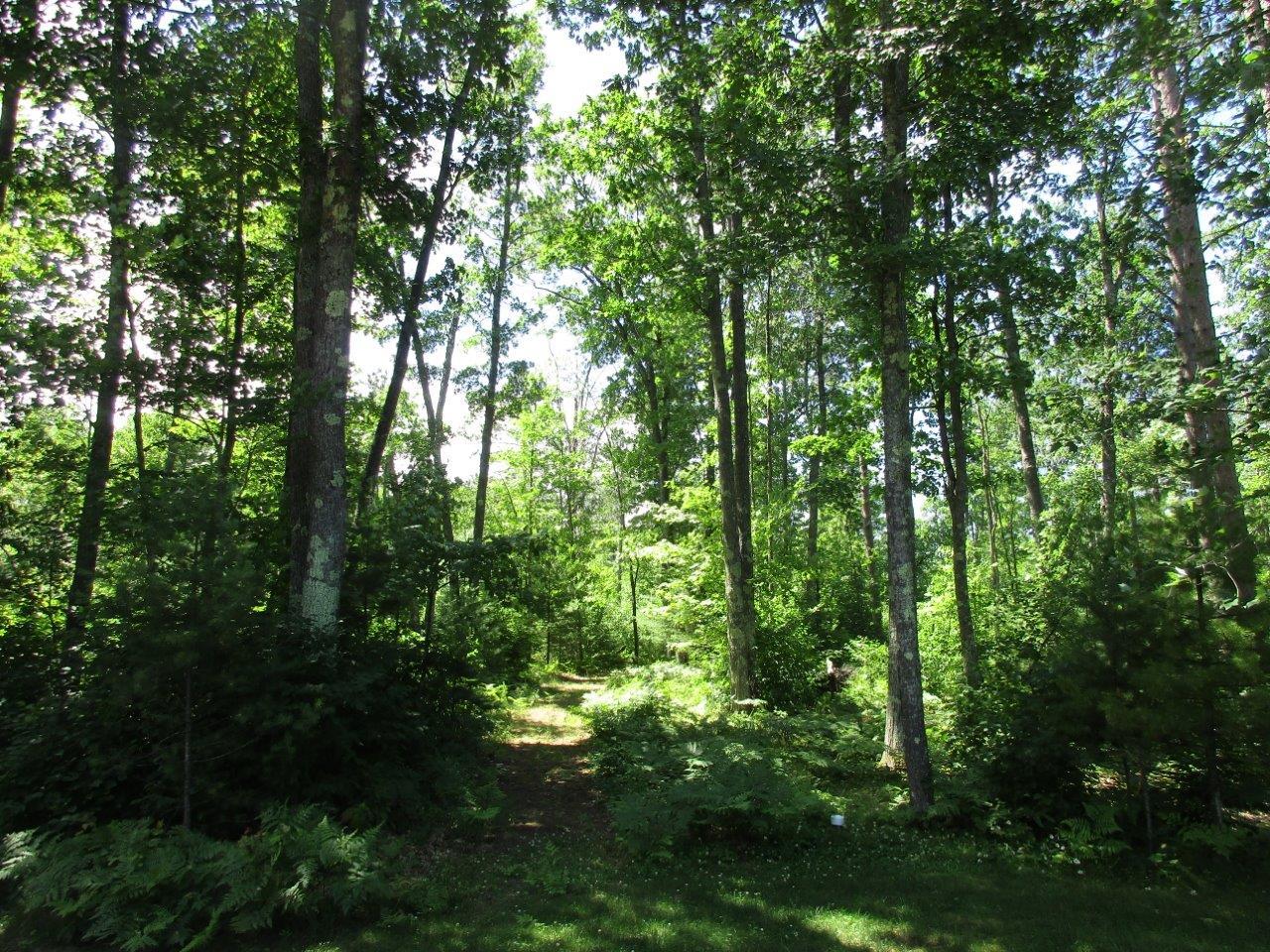 12816 Red Maple Road Manitowish Waters, WI 54545 - Photo 7 of 35 Gallery Image 7