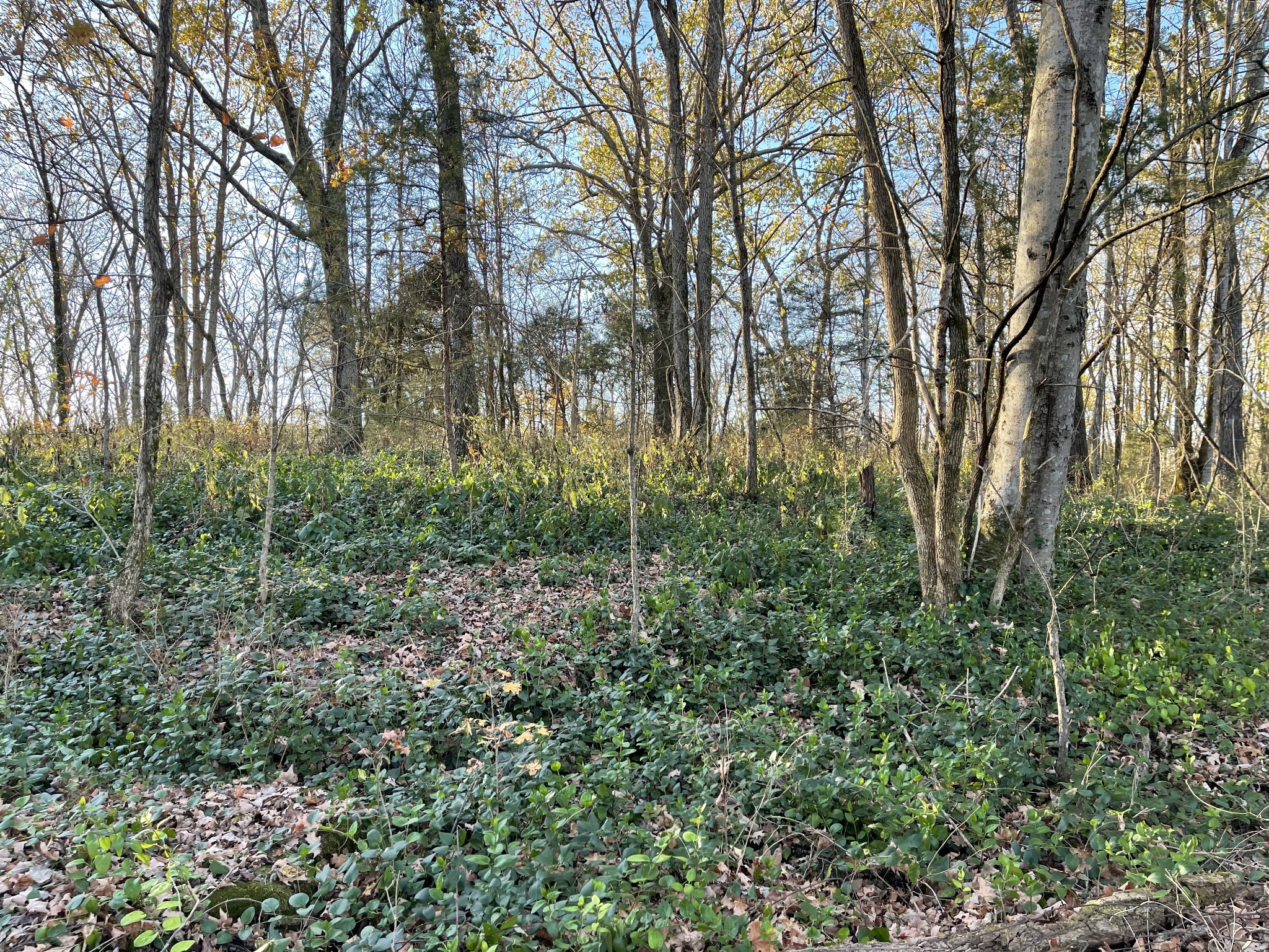 2516 West Jones Road Lewisburg, TN 37091 - Photo 4 of 10 Gallery Image 4