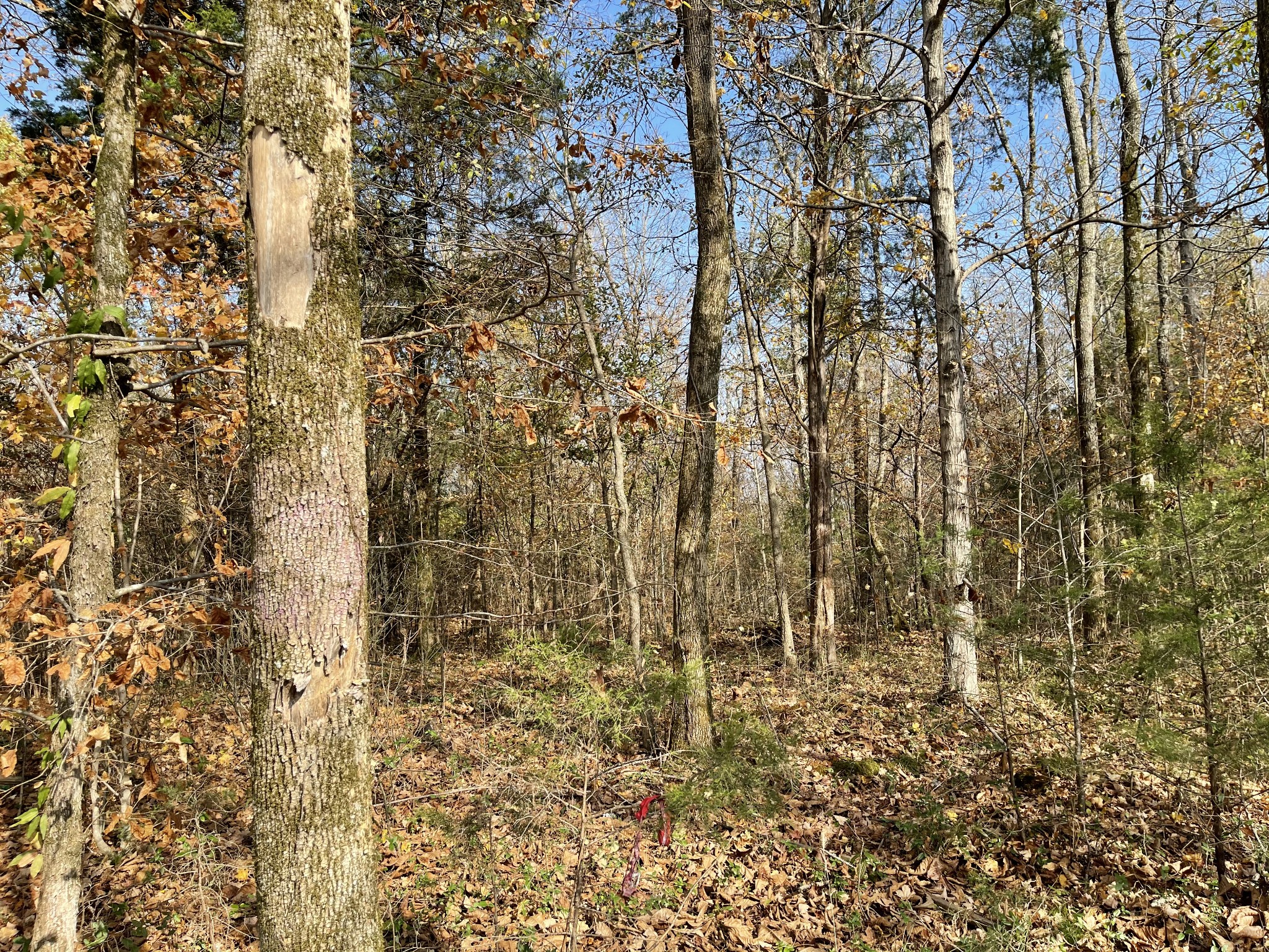 2516 West Jones Road Lewisburg, TN 37091 - Photo 10 of 10 Gallery Image 10