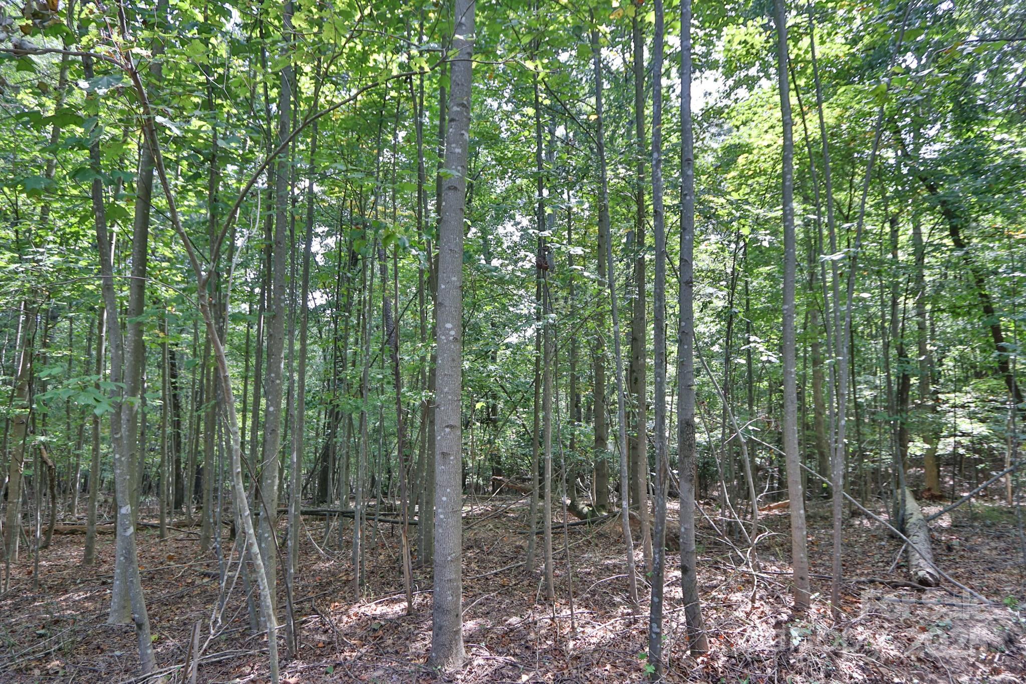 Lot 5-6 Money Road Dobson, NC 27017 - Photo 10 of 21 Gallery Image 10