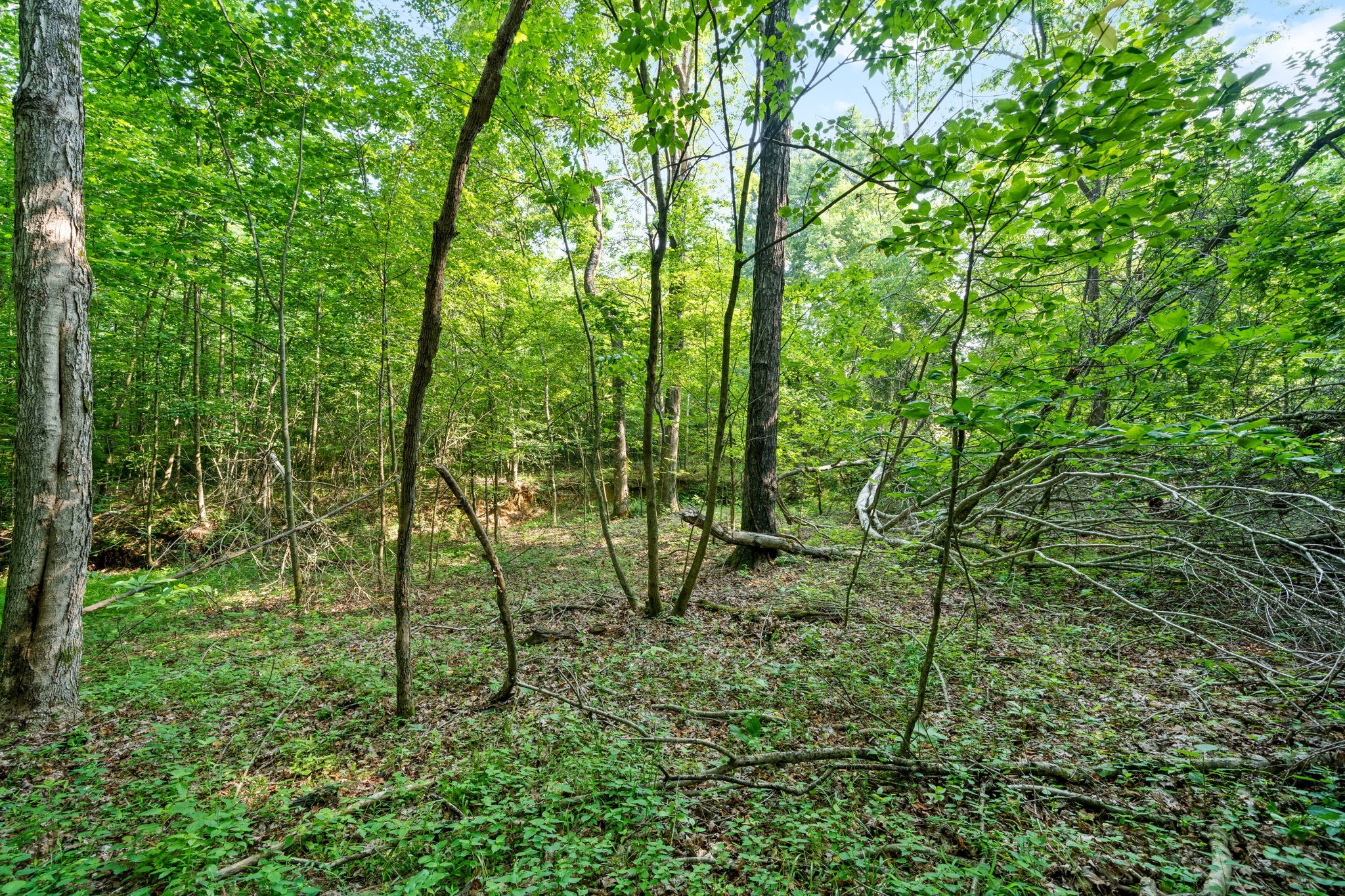 Gallery Image 7