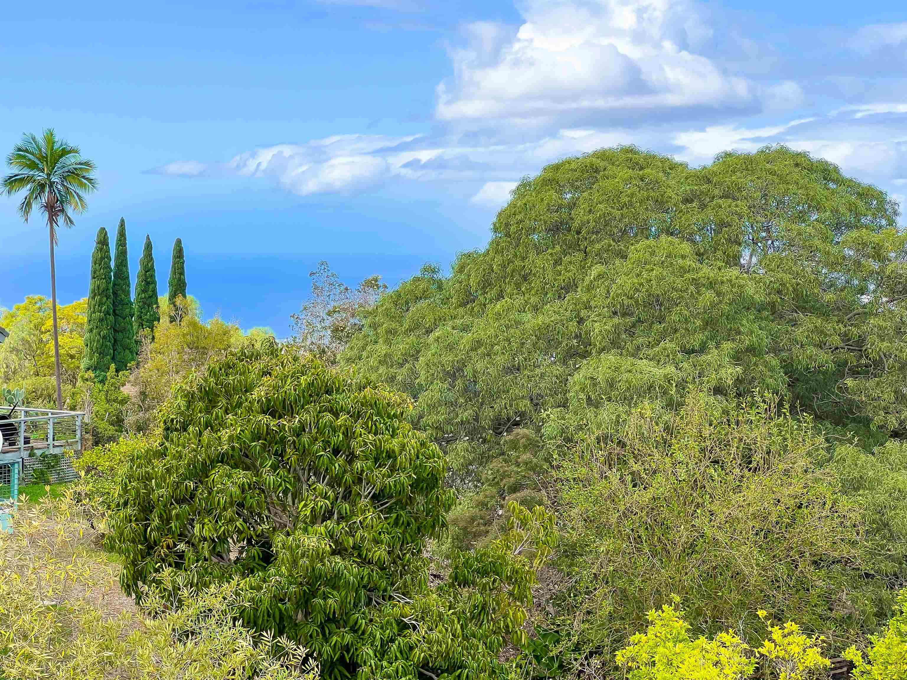 76 Mano Drive Kula, HI 96790 - Photo 3 of 30 a view of a large yard with lots of green space