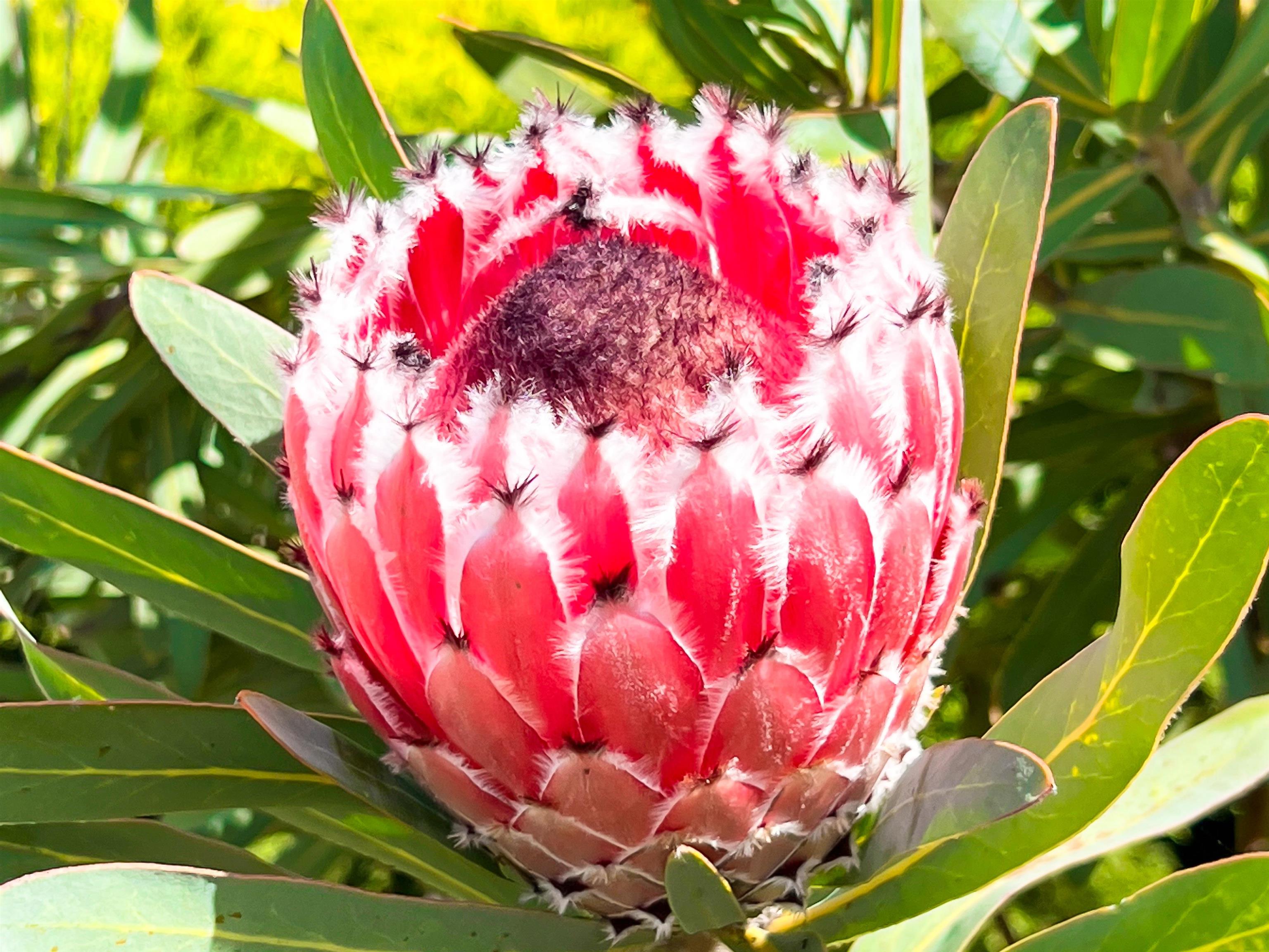 76 Mano Drive Kula, HI 96790 - Photo 8 of 30 a view of a small area