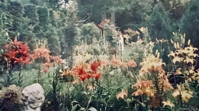 a view of a bunch of flowers