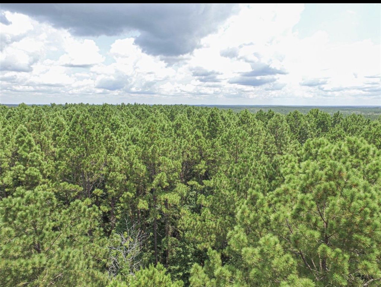 Tbd Hickman Road Corrigan, TX 75939 - Photo 2 of 7