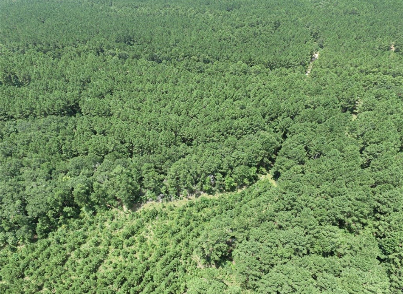 Tbd Hickman Road Corrigan, TX 75939 - Photo 6 of 7