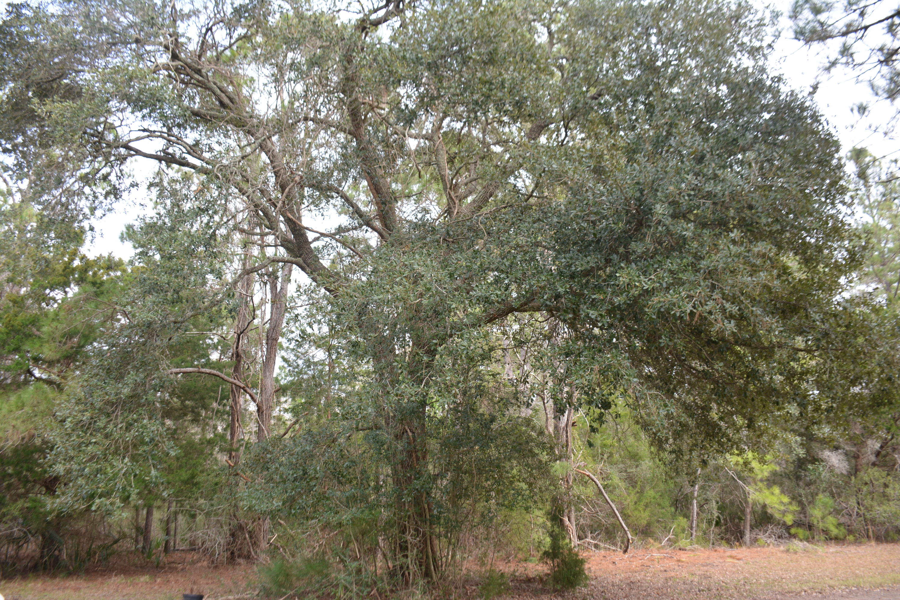 8270 Oyster Factory Road Edisto Island, SC 29438 - Photo 5 of 21 DSC_5907_2955