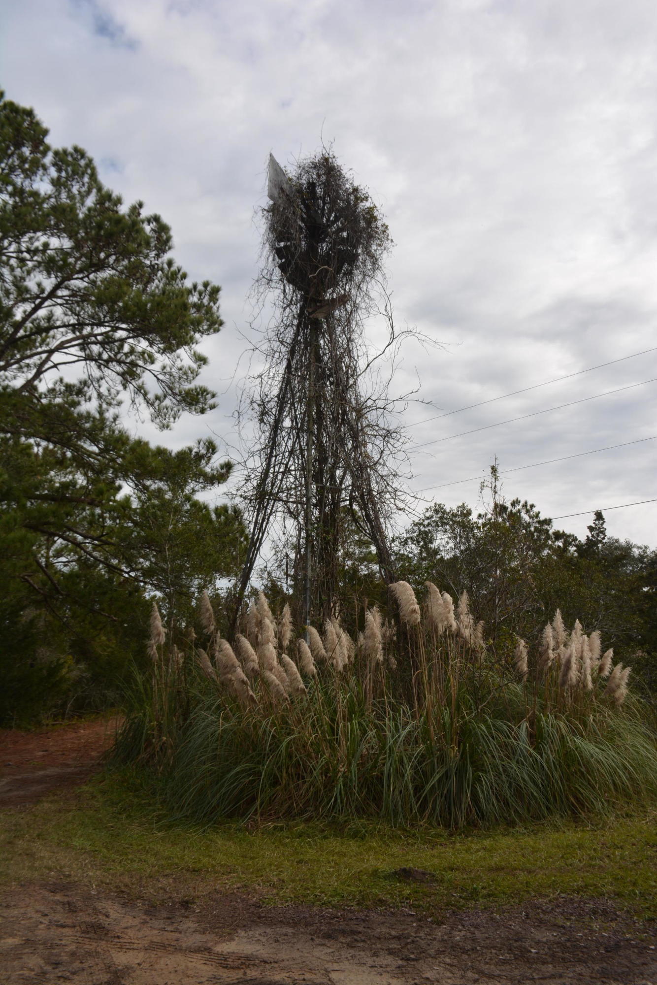 8270 Oyster Factory Road Edisto Island, SC 29438 - Photo 6 of 21 DSC_5909_2950