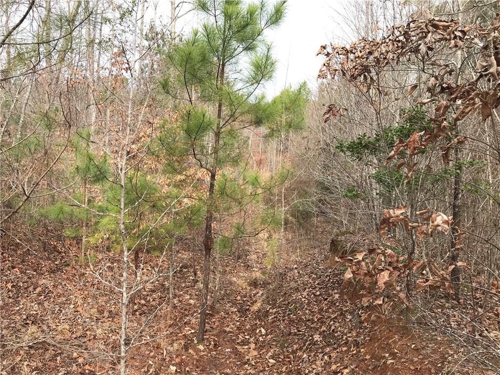 0 Lower Shady Grove Road Donalds, SC 29638 - Photo 3 of 11 Gallery Image 3