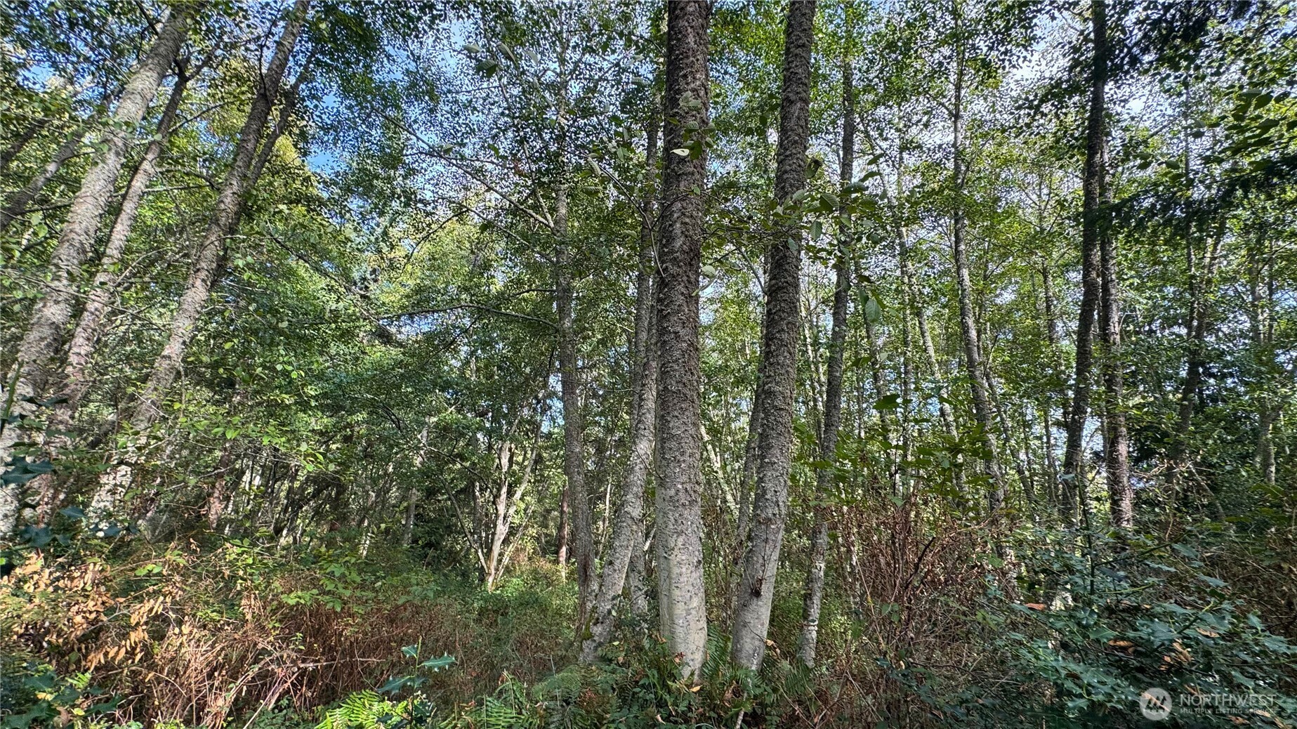 0 East Heggeness Road Clinton, WA 98236 - Photo 6 of 19 a view of a yard with a tree