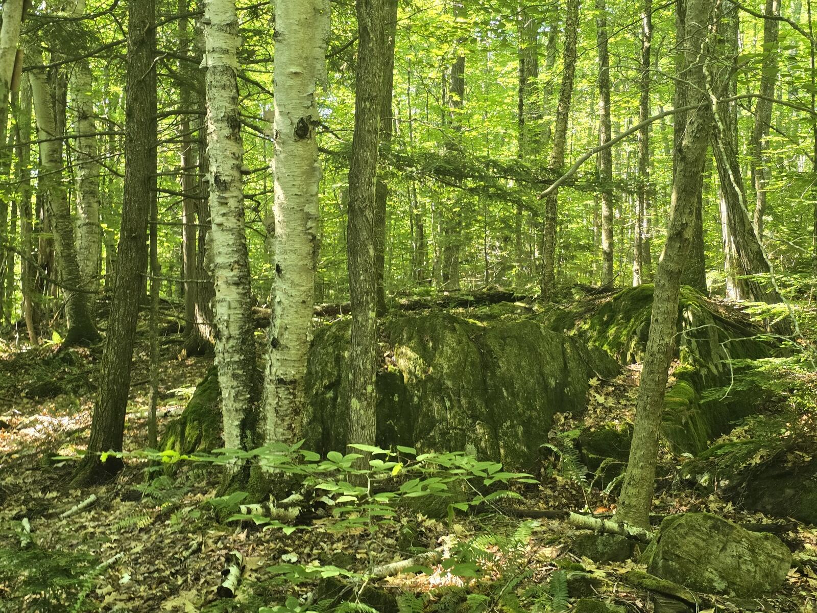 Lot 67 Temple Road Temple, ME 04984 - Photo 36 of 37 20260629_093840