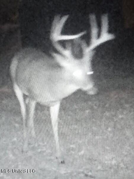 768 Lake Boulevard Vicksburg, MS 39180 - Photo 57 of 60 deer1