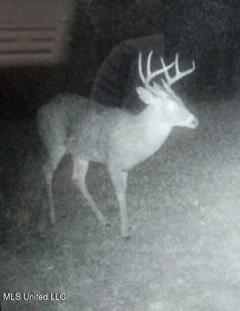 768 Lake Boulevard Vicksburg, MS 39180 - Photo 58 of 60 deer2
