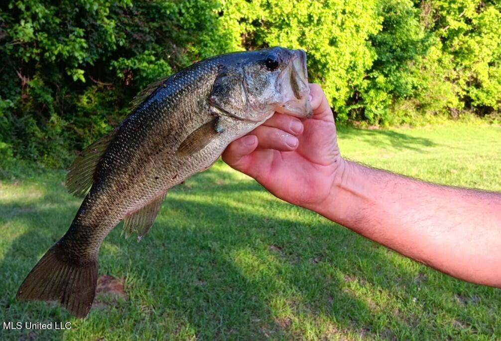 768 Lake Boulevard Vicksburg, MS 39180 - Photo 59 of 60 Fish