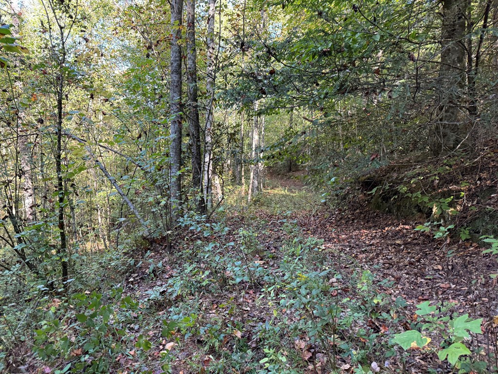 0 Rocky Cr Road Andrews, NC 28901 - Photo 5 of 11 Gallery Image 5